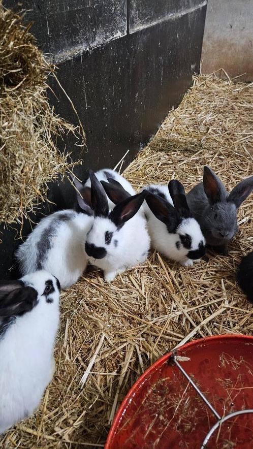 Lotharinger konijnen (groot!) TE KOOP, Dieren en Toebehoren, Konijnen, Groot, Meerdere dieren, 0 tot 2 jaar