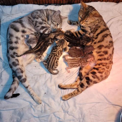 Prachtige Bengaalse  kittens, Dieren en Toebehoren, Katten en Kittens | Raskatten | Korthaar, Meerdere dieren, 0 tot 2 jaar, Met stamboom