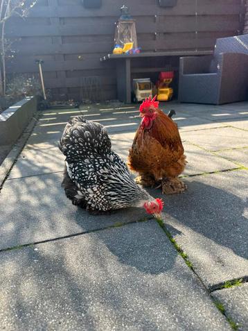 2 Cochin Kriel kippen (haan + hen) – gratis af te halen