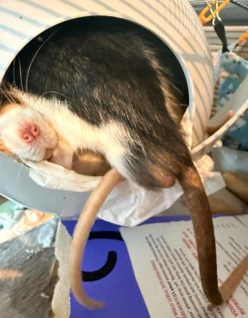 GRATIS 6 ratten 6-13m en groote kooi