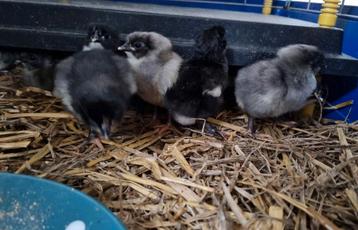 Australorp groot kuikens zwart/blauw 