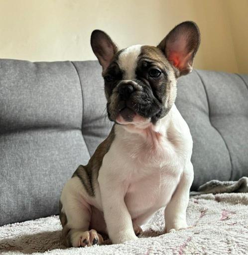 Franse bulldog pups, Dieren en Toebehoren, Honden | Bulldogs, Pinschers en Molossers, Meerdere dieren, Bulldog, Fokker | Professioneel