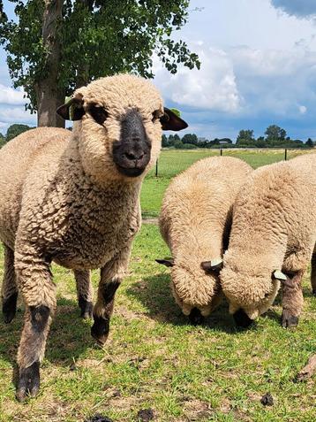 Shropshire schapen 