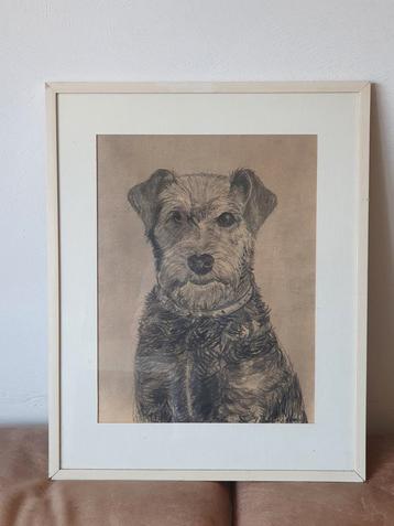 tekening Schnauzer Johanna Regouw ( 1905-1992)  