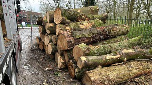 Inkoop: stamhout, brandhout, boomstammen voor goede prijzen, Tuin en Terras, Haardhout, Blokken, Overige houtsoorten, 6 m³ of meer