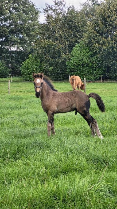 Friese x tinker hengst mix veulen, Dieren en Toebehoren, Paarden, Hengst