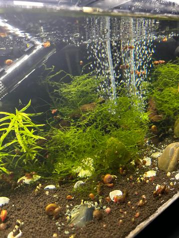 Gratis aquariumslakken/posthoornslakken