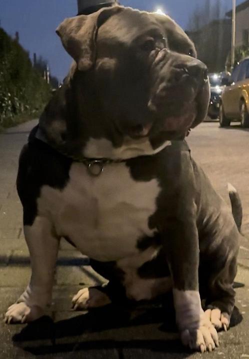 American Bully xl dekreu, Dieren en Toebehoren, Honden | Dekreuen, Reu, Particulier, Eén hond, Nederland, 1 tot 2 jaar, CDV (hondenziekte)