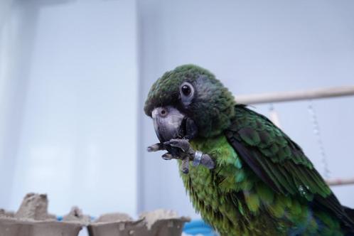 Jardine Papegaai, Dieren en Toebehoren, Vogels | Parkieten en Papegaaien, Papegaai, Geslacht onbekend, Pratend, Tam, Geringd