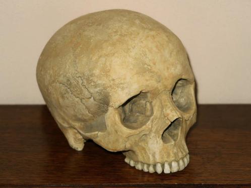 realistische REPLICA Schedel mens, Skull anatomie BUDGET #21, Hobby en Vrije tijd, Overige Hobby en Vrije tijd, Nieuw, Ophalen of Verzenden