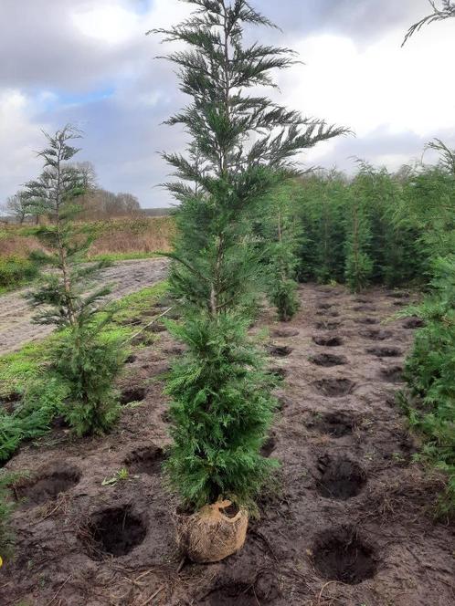 Cupressocyparis Leylandii grote maten  perceelsopruiming, Tuin en Terras, Planten | Struiken en Hagen, Haag, Conifeer, 100 tot 250 cm