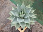 MEGA AGAVE OVATIFOLIA XXL  NERGENS GROTER / Ruim assortiment