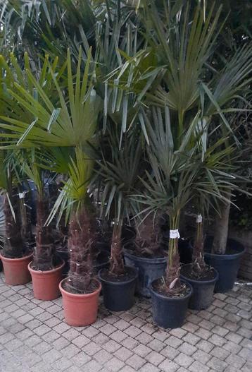 Palmbomen trachycarpus fortunei winterhard. 