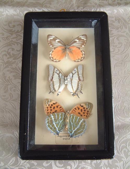 3  bijzondere vlinders nr 8 -argynnis childreni uit India, Verzamelen, Overige Verzamelen, Nieuw, Ophalen of Verzenden