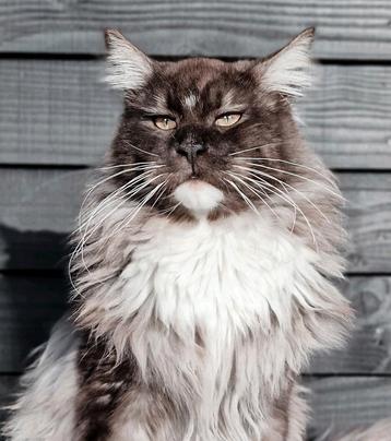 Maine Coon Dekkater Black Smoke