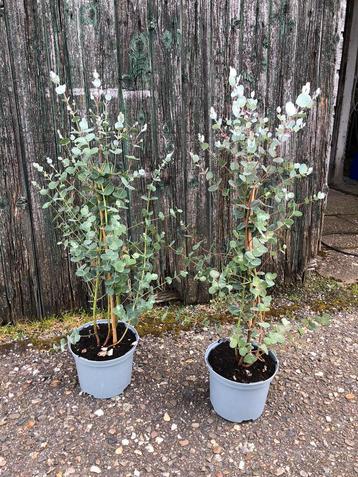 Eucalyptus gunni planten 50-60 cm (8x)