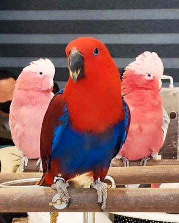 edel papegaaien vrouwtjes