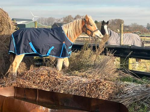 Verzorgpaard verzorgster gezocht Oud Gastel, Dieren en Toebehoren, Paarden en Pony's | Overige Paardenspullen, Ophalen