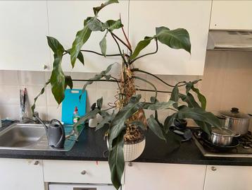 XxL philodendron Mexicanum 125cm hangplant aroid jungleplant