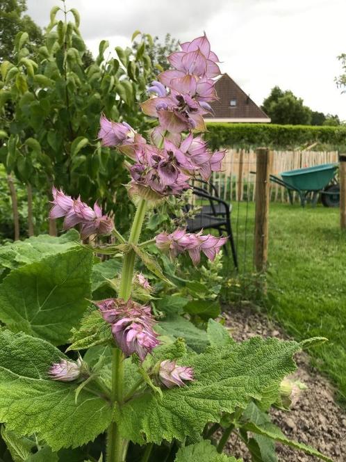 Bloemenzaden Muskaatsalie 'salvia sclarea', Tuin en Terras, Bloembollen en Zaden, Zaad, Voorjaar, Ophalen of Verzenden