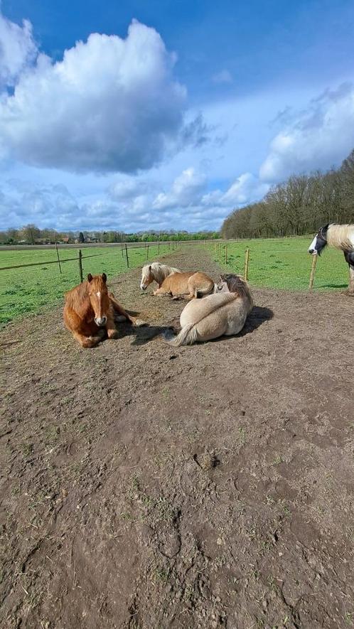 Hulp gezocht bij verzorging paarden, Dieren en Toebehoren, Paarden en Pony's | Overige Paardenspullen, Nieuw, Overige soorten