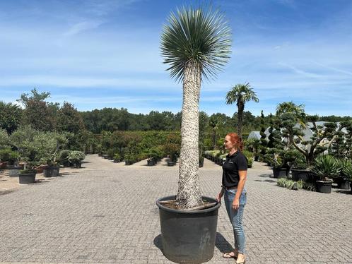 Exclusieve Yucca rostrata met 200 cm stamhoogte te koop, Tuin en Terras, Planten | Tuinplanten, Vaste plant, Overige soorten, Volle zon