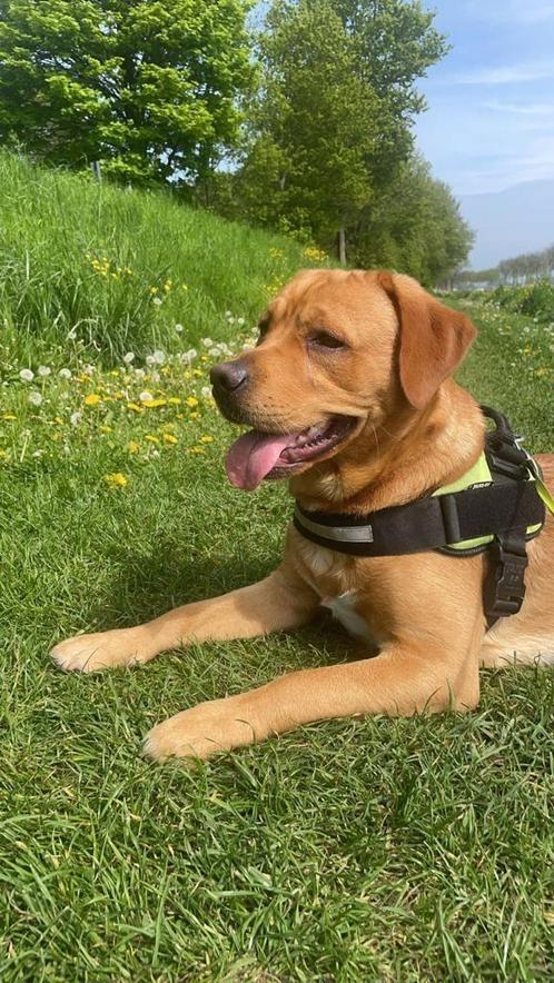 Labrador retriever dekreu, Dieren en Toebehoren, Honden | Dekreuen, Reu, Particulier, Eén hond, Nederland, 1 tot 2 jaar