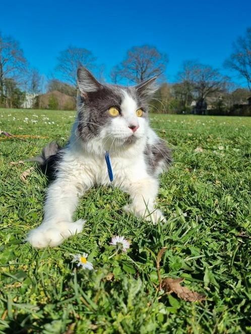 Maine Coon dekkater Ice zoekt een date., Dieren en Toebehoren, Katten en Kittens | Dekkaters