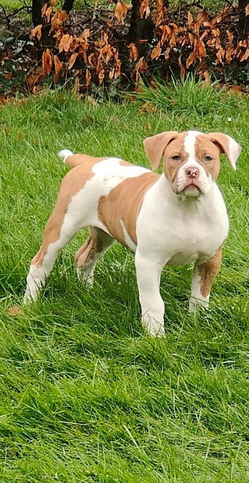 Nog 2 prachtige Amerikaanse Bulldog pups zoeken een butler:), Dieren en Toebehoren, Honden | Bulldogs, Pinschers en Molossers