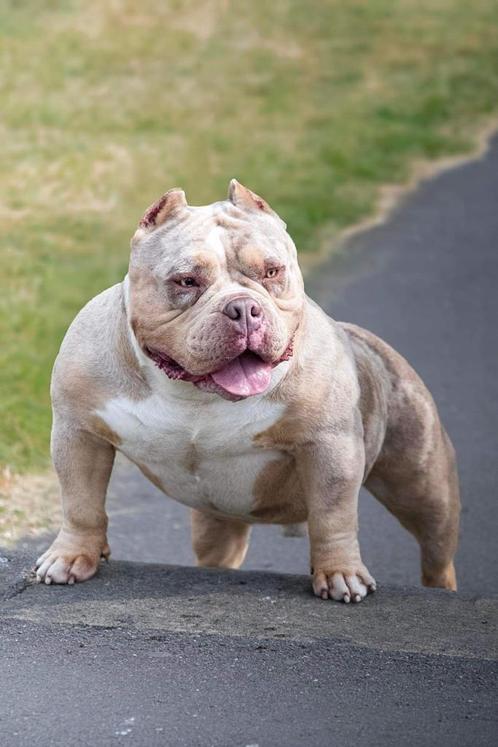 American Bully pups en dekreu, Dieren en Toebehoren, Honden | Bulldogs, Pinschers en Molossers, Meerdere dieren, Overige rassen