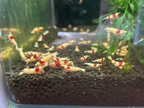 PRL Crystal Red garnalen, Dieren en Toebehoren, Vissen | Aquariumvissen