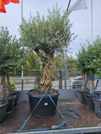 Reuze olijfboom stamdikte 90 (!!) cm, 245cm hoog