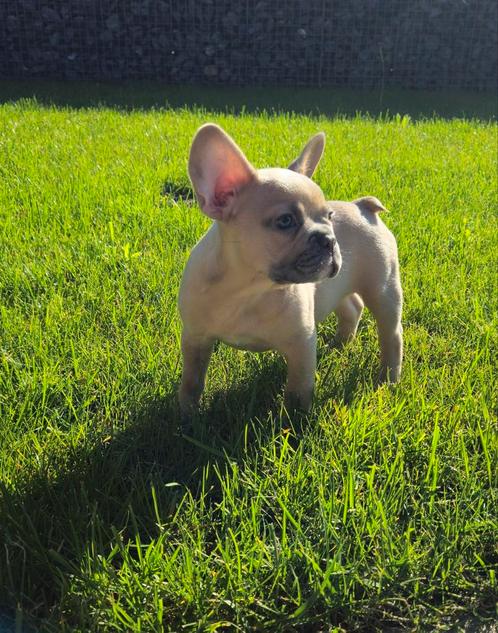 super knap, lief, gezond franse bulldog pup reutje, Dieren en Toebehoren, Honden | Bulldogs, Pinschers en Molossers, Reu, Bulldog