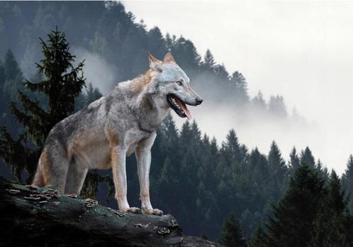 Fotobehang Wolf bij mistig bos, wolven behang, Muurdeco4kids, Huis en Inrichting, Stoffering | Behang, minder dan 10 m², Verzenden