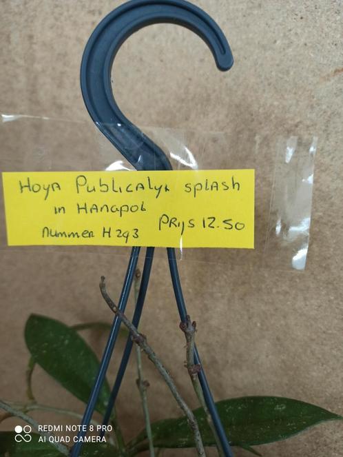 Hoya publicalyx splash in hp 12 nummer H293, Huis en Inrichting, Kamerplanten, Overige soorten, Minder dan 100 cm, Halfschaduw