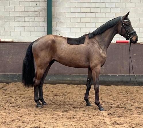 Fijn bewegende 3 jarige ruin met top karakter, Dieren en Toebehoren, Paarden, Ruin, M