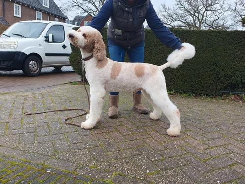 Poedel ( groot en medium) ter dekking aangeboden., Dieren en Toebehoren, Honden | Dekreuen, Reu, Fokker | Professioneel, Meerdere