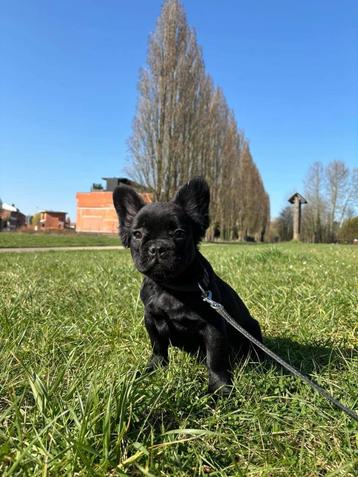 Franse bulldog pups Fluffy