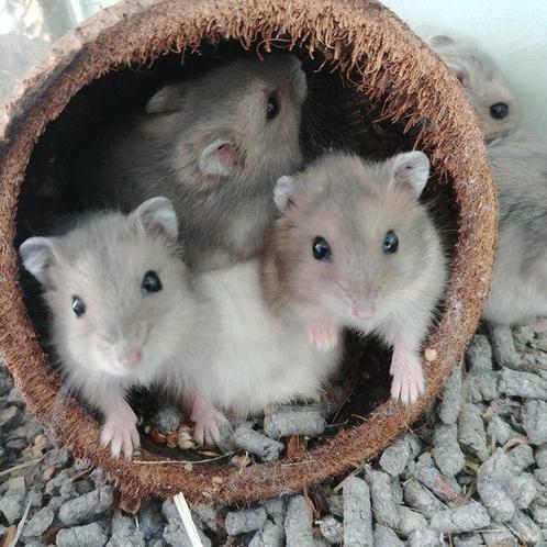 Dwerghamsters, Dieren en Toebehoren, Knaagdieren