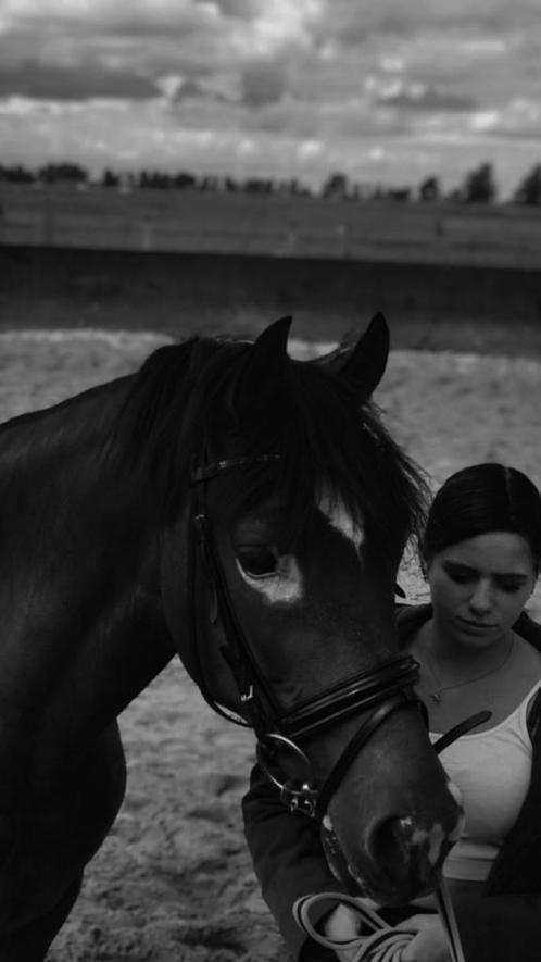 Verzorg/bijrij/lease paard gezocht!!, Dieren en Toebehoren, Stalling en Weidegang, 1 paard of pony