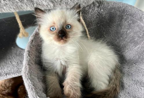 Raszuivere Ragdoll kittens, Dieren en Toebehoren, Katten en Kittens | Raskatten | Langhaar, Meerdere dieren, Gechipt, Ontwormd