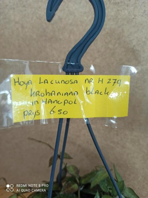 hoya lacunosa krohaniana black in hangpot nummer H279, Huis en Inrichting, Kamerplanten, Overige soorten, Minder dan 100 cm, Halfschaduw