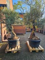 Reuze olijfboom stamdikte 90 (!!) cm, 245cm hoog