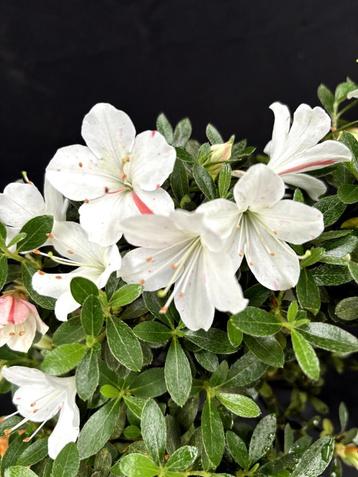 Bonsai Rhododendron kotaro