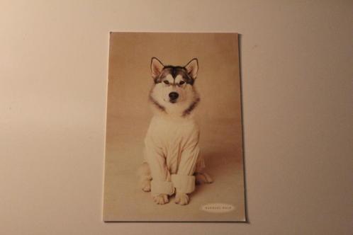 Honden Postkaart - Rachael Hale, Siberian Husky met Trui, VS, Verzamelen, Ansichtkaarten | Dieren, Ongelopen, 1980 tot heden, Hond of Kat