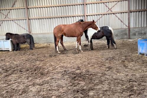 Stalmedewerker, Diensten en Vakmensen, Dieren | Paarden | Verzorging, Oppas en Les, Verzorging of Verzorgpony's