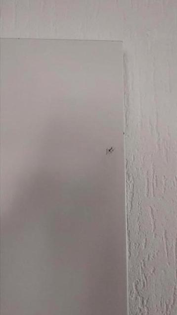 1 Ikea Ottebol deur voor Billy kast - afbeelding 3 1 Ikea Ottebol deur voor Billy kast - afbeelding 3