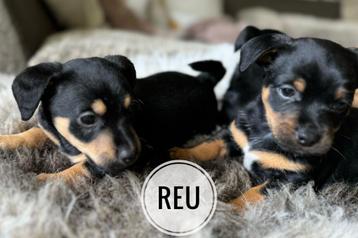 5 Prachtige Jack Russell Pups