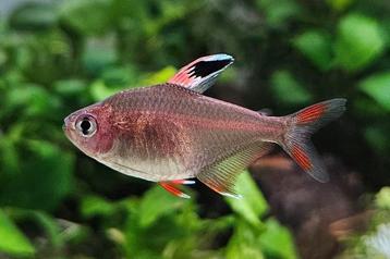 3 Rosy Tetras