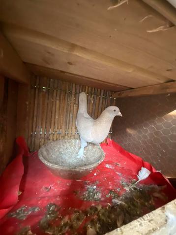 Vermist takla duiven